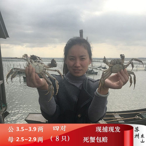 苏州精品大闸蟹鲜活太湖水产顺丰