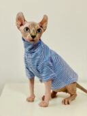 春夏秋斯芬克斯无毛猫德文猫高领蓝白条纹纯棉打底衫 舒适保暖衣服