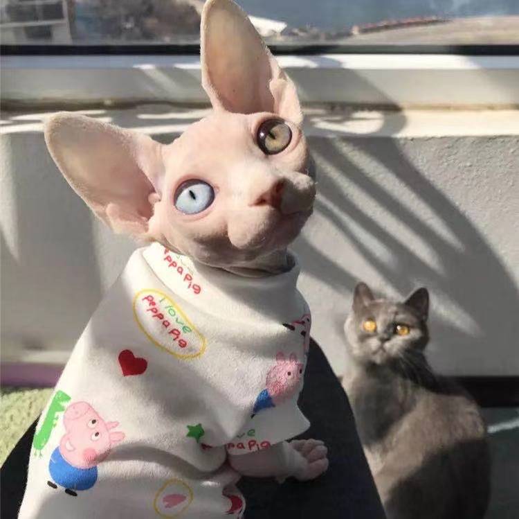 春夏纯棉斯芬克斯无毛猫衣服定制 情侣宠物衣服 夏装纯棉可爱潮牌