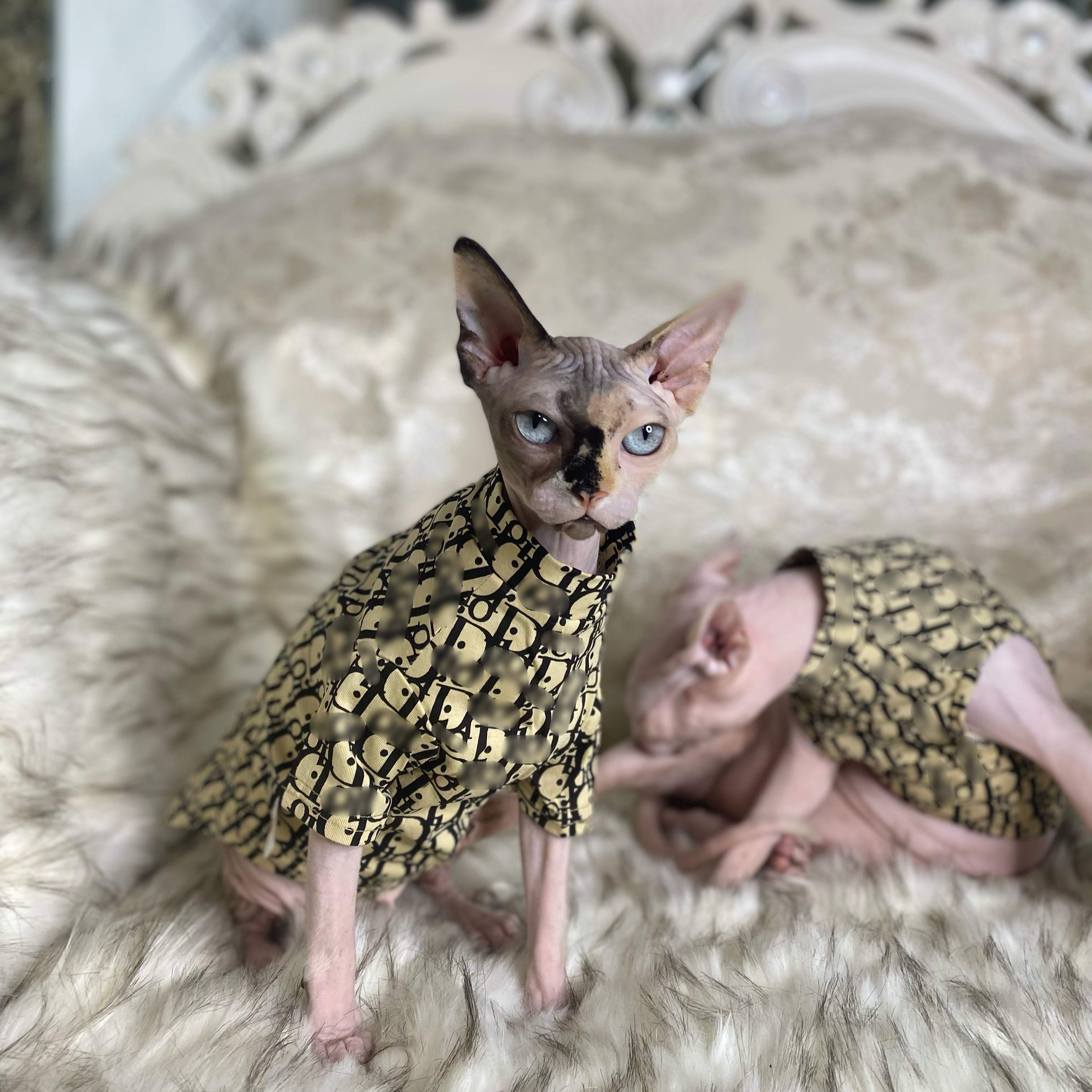 斯芬克斯冬季加绒卫衣宠物小猫