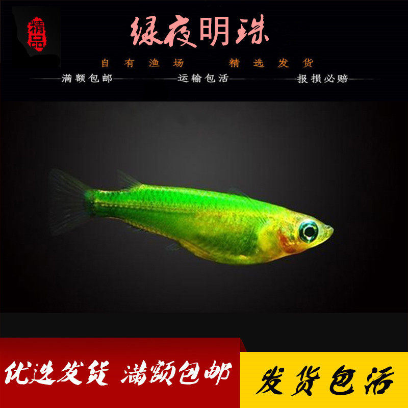 特斑马集合小型热带观赏鱼绿夜明珠鱼莹光鱼亮丽绿色活体淡水鱼活在类目 宠物/宠物食品及用品, 水族世界, 鱼中 - 来自Buy2taobao.com提供专业的淘宝代购服务