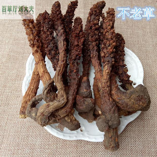 中药材 不老草 正品新货草苁蓉整颗列当泡酒药用食用10克
