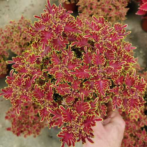 彩叶草花园庭院阳台调色绿植