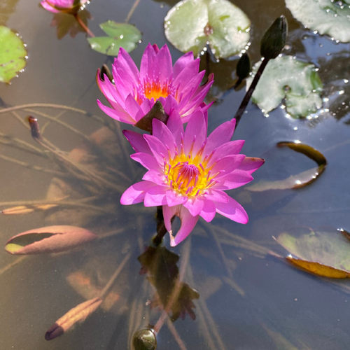 鲁比睡莲东方红大缸浓香带花苞