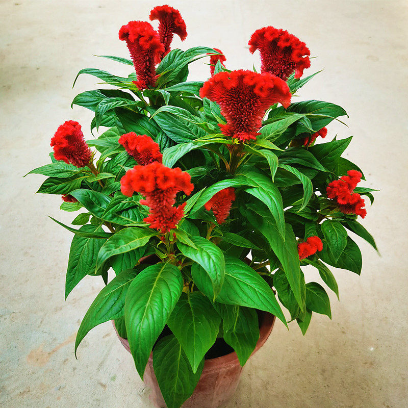 鸡冠花盆栽成品带花苞鸡冠花苗庭院室外喜阳耐晒花坛草本植物花卉