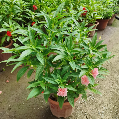 指甲花盆栽带花苞庭院阳台花卉