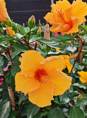 阳台室外庭院扶桑花苗大红花耐晒喜阳植物盆栽朱槿四季花卉绿植