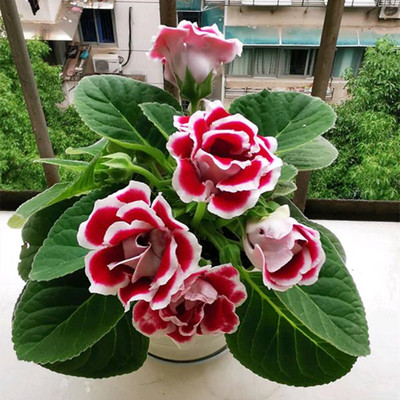 重瓣大岩桐盆栽阳台窗台花卉