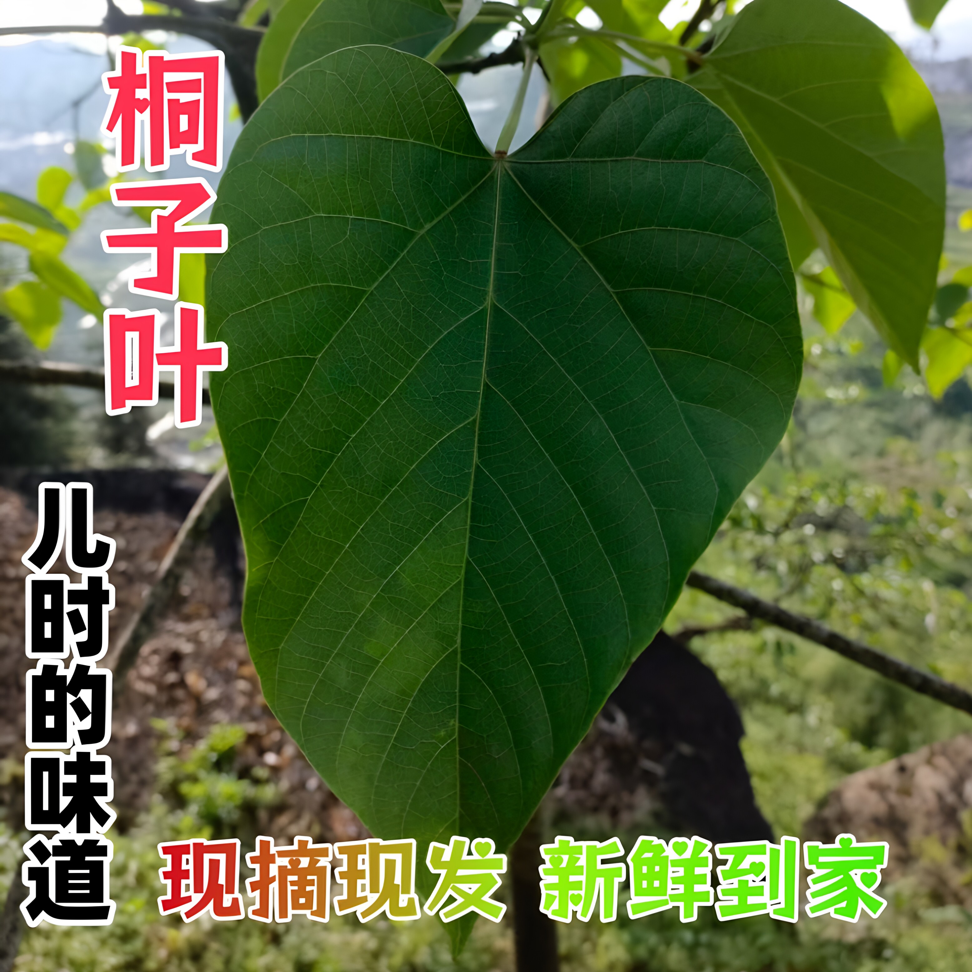 26年新鲜野生桐子叶包粑粑现摘树叶油桐叶重庆农产品包材树叶包邮