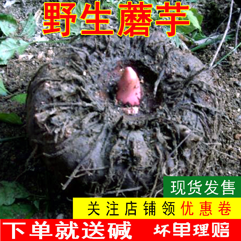 重庆农家特产新鲜生魔芋头天然蔬菜 5斤现挖现发食用魔芋豆腐原料