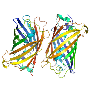 绿色荧光蛋白模型科研素材C4D 3D格式源文件热门高清素材技能模版