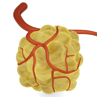 肿瘤血管生物素材科研素材C4D 3D格式源文件热门高清素材技能模版