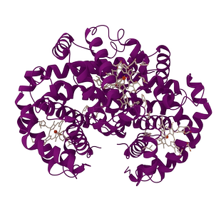 血红蛋白生物模型科研素材C4D 3D格式源文件热门高清素材技能模版