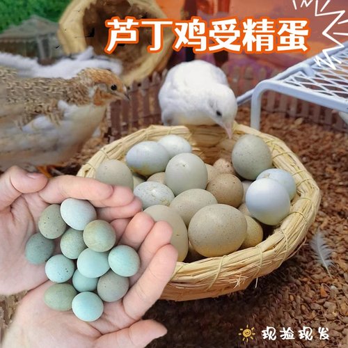 芦丁鸡受精种蛋可孵化蛋纯白礼服