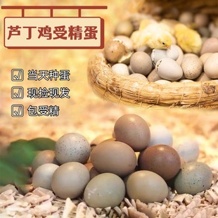 网红芦丁鸡受精种蛋可孵化纯白礼服瓦灰迷你家养宠物观赏鸡孵化卵