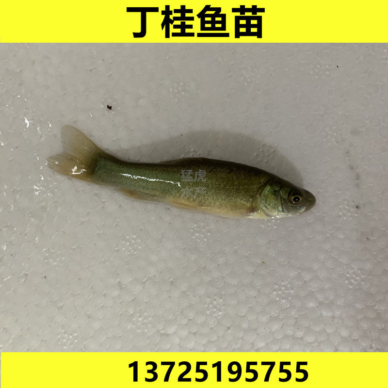 欧洲丁桂鱼苗丁贵鱼苗淡水养殖活易养小型鱼观赏鱼苗食用鱼冷水鱼