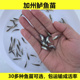 优质加州鲈鱼苗美洲大口鲈鱼苗鱼苗活体淡水养殖凶猛鱼路亚鱼钓鱼