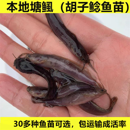 本地塘鲺鱼苗塘角鱼土塘鲺鱼胡子鲶鱼易活塘虱淡水养殖食用鱼活体