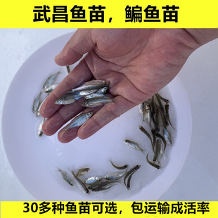 淡水武昌鱼苗鳊鱼苗三角鲂鱼苗团头鲂苗三角边鱼苗食用鱼活体养殖