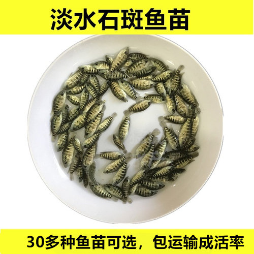 淡水石斑鱼苗凶猛鱼路亚鱼