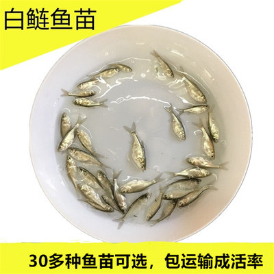 淡水鱼白鲢鱼苗活体养殖食用