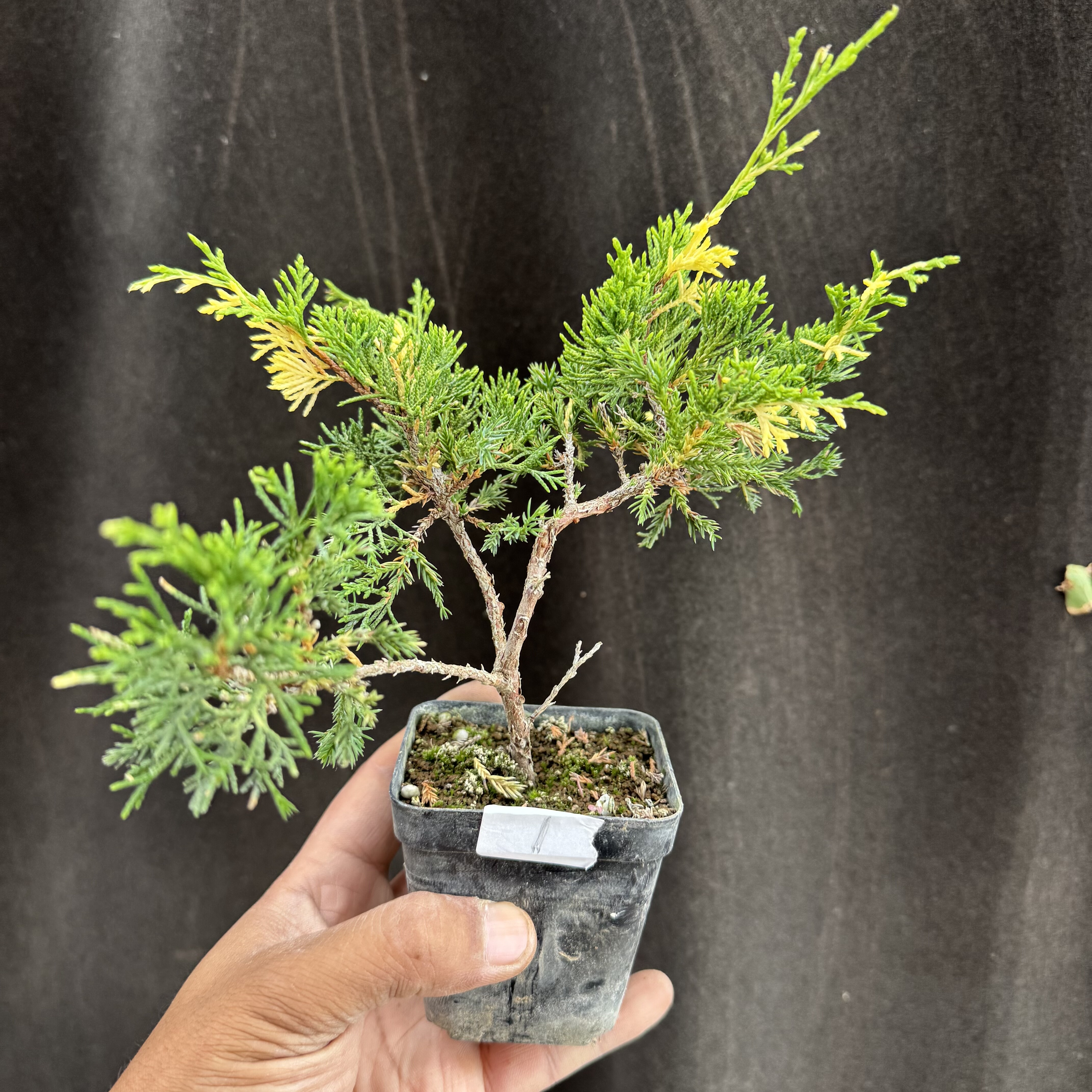 宫版斑入系鱼川3年苗稀有变异品造型盆景