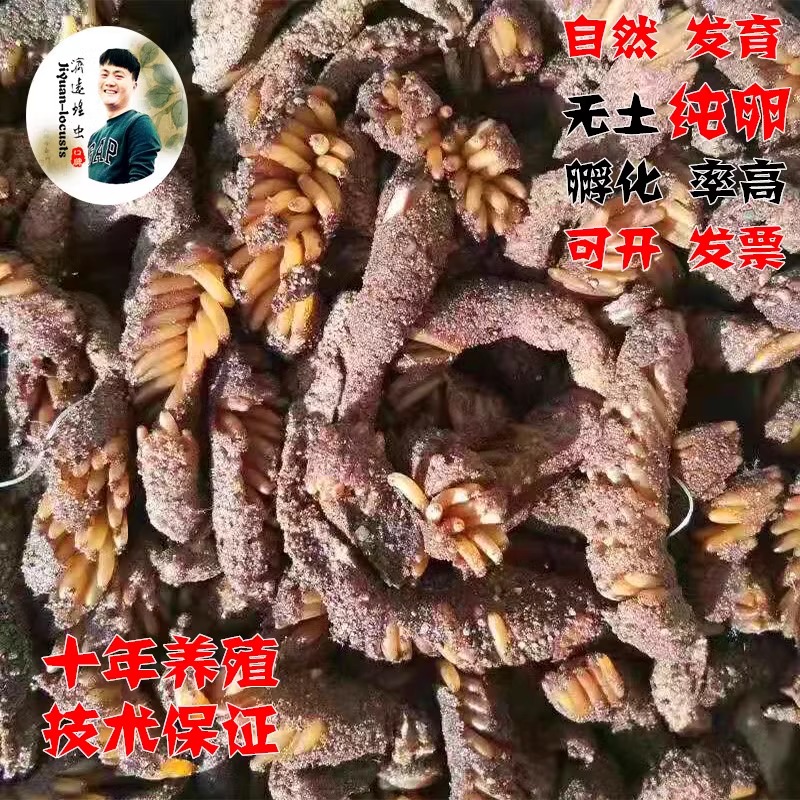 優質螞蚱純卵膨化發育出苗率高