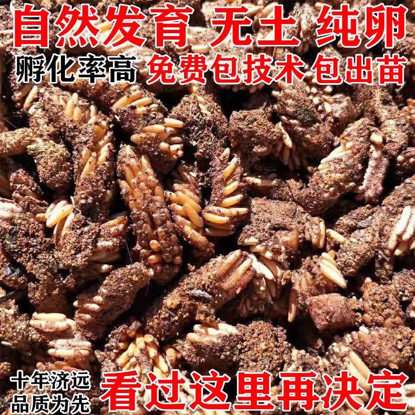 螞蚱卵螞蚱種苗孵化出苗率高膨化