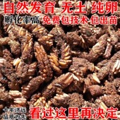 蚂蚱卵 蚂蚱种卵 蚂蚱籽 蝗虫种卵 孵化率高 蚂蚱苗 蝗虫卵