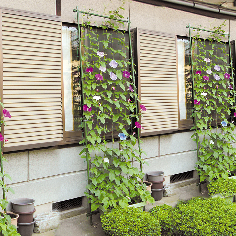 花架植物铁线莲绿萝月季葡萄攀爬