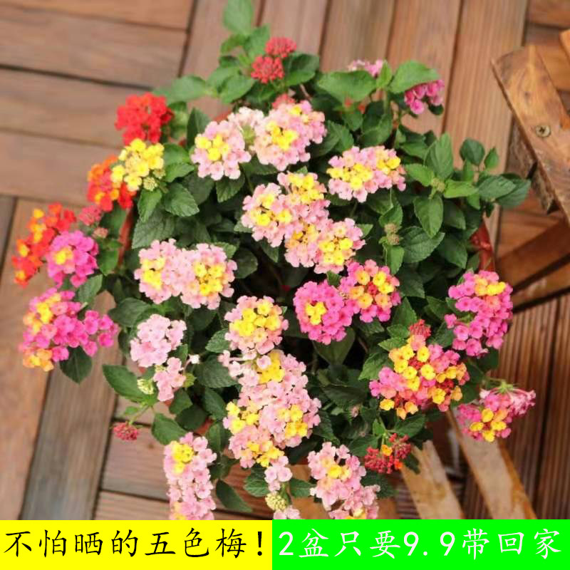 五色梅盆栽花卉大小苗带花苞马樱丹耐热耐寒四季开花驱蚊