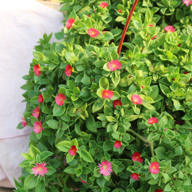 牡丹吊兰带花花苗绿植花卉垂钓羊角吊兰盆栽四季常青