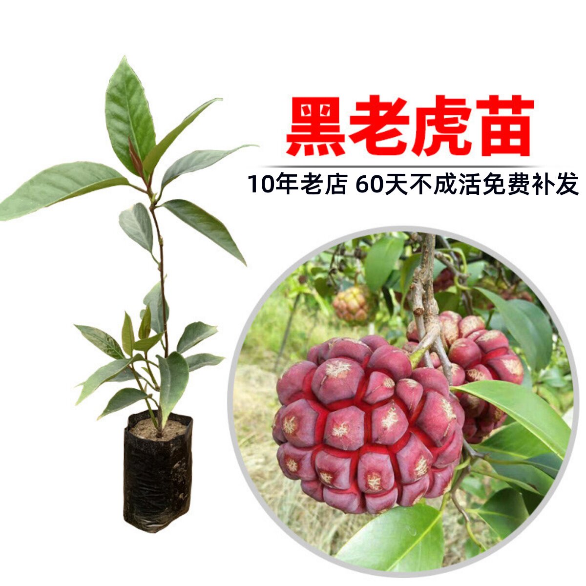 果树苗布福娜野生黑老虎树苗水果苗爬藤酒饭团南北方种植当年结果