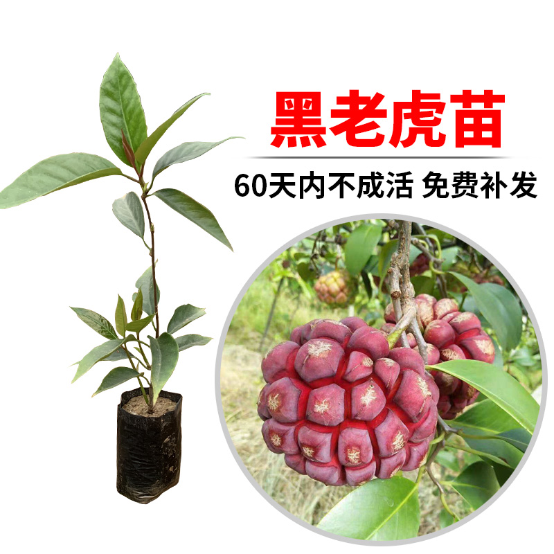 果树苗布福娜野生黑老虎树苗水果苗爬藤酒饭团南北方种植当年结果