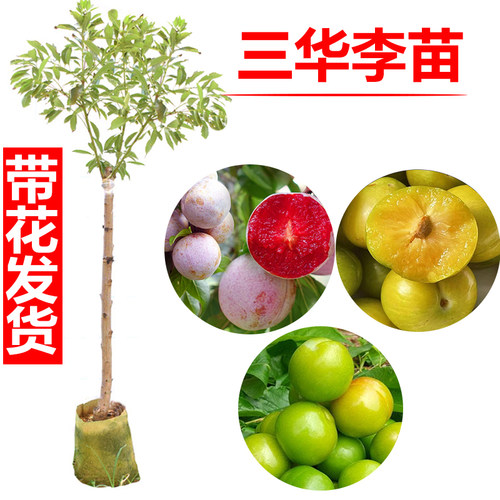 李子苗嫁接排三华早熟盆栽南方
