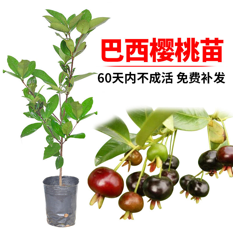 巴西樱桃苗 车厘子苗树苗 南北方果树苗广西发货盆栽地栽当年结果