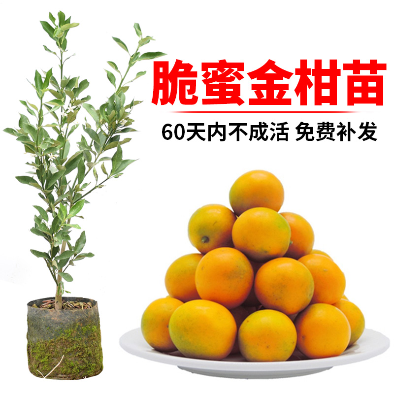 脆蜜金柑苗可食用当年结果