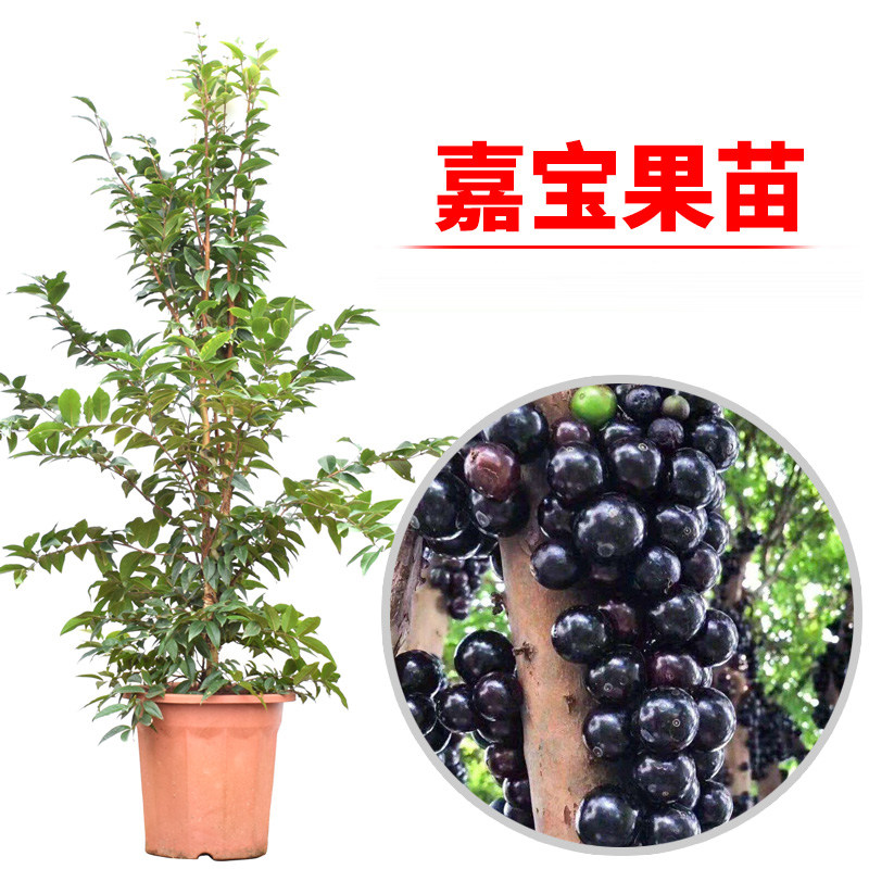 嘉宝果苗树苗台湾红妃四季早生艾斯卡嘉宝果树葡萄苗盆栽当年结果