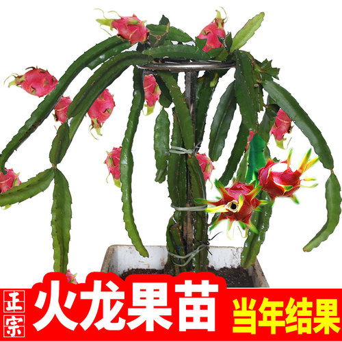 火龙果苗盆栽红心特大黄麒麟