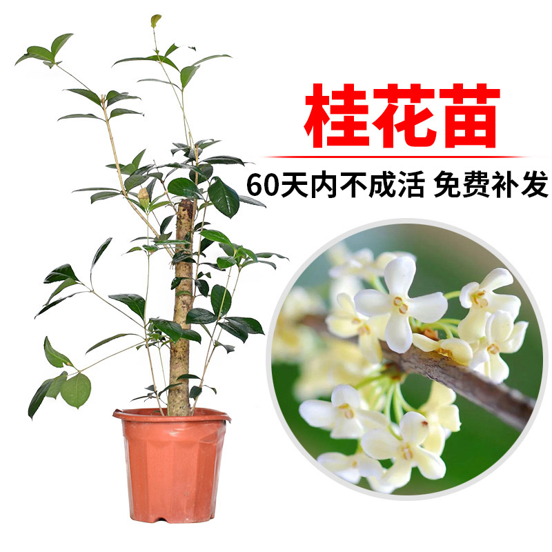 桂花盆栽四季桂树苗室内花卉绿植植物浓香型开花不断好养金桂盆景 鲜花速递/花卉仿真/绿植园艺 时令草本花卉 原图主图