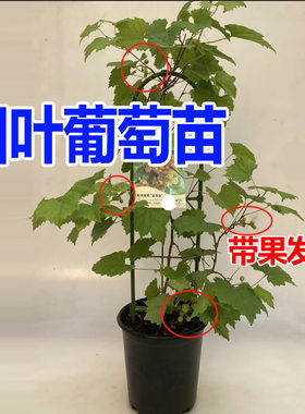 巨峰夏黑阳光玫瑰葡萄树苗