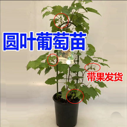 美国圆叶葡萄苗 红宝石 格威尔 菜鸟 懒人葡萄 圆叶葡萄树苗