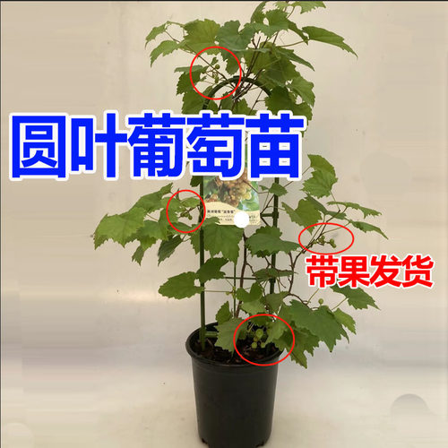巨峰夏黑阳光玫瑰葡萄树苗