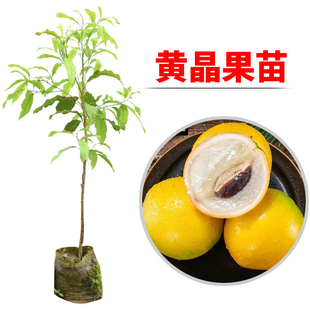 黄晶果苗四季黄金果树苗雅美果盆栽亚美果地栽黄金果加蜜蛋黄果苗