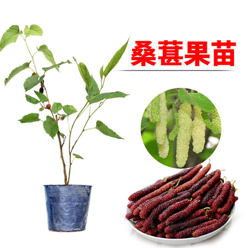 桑葚苗无籽大果南北方盆栽当年