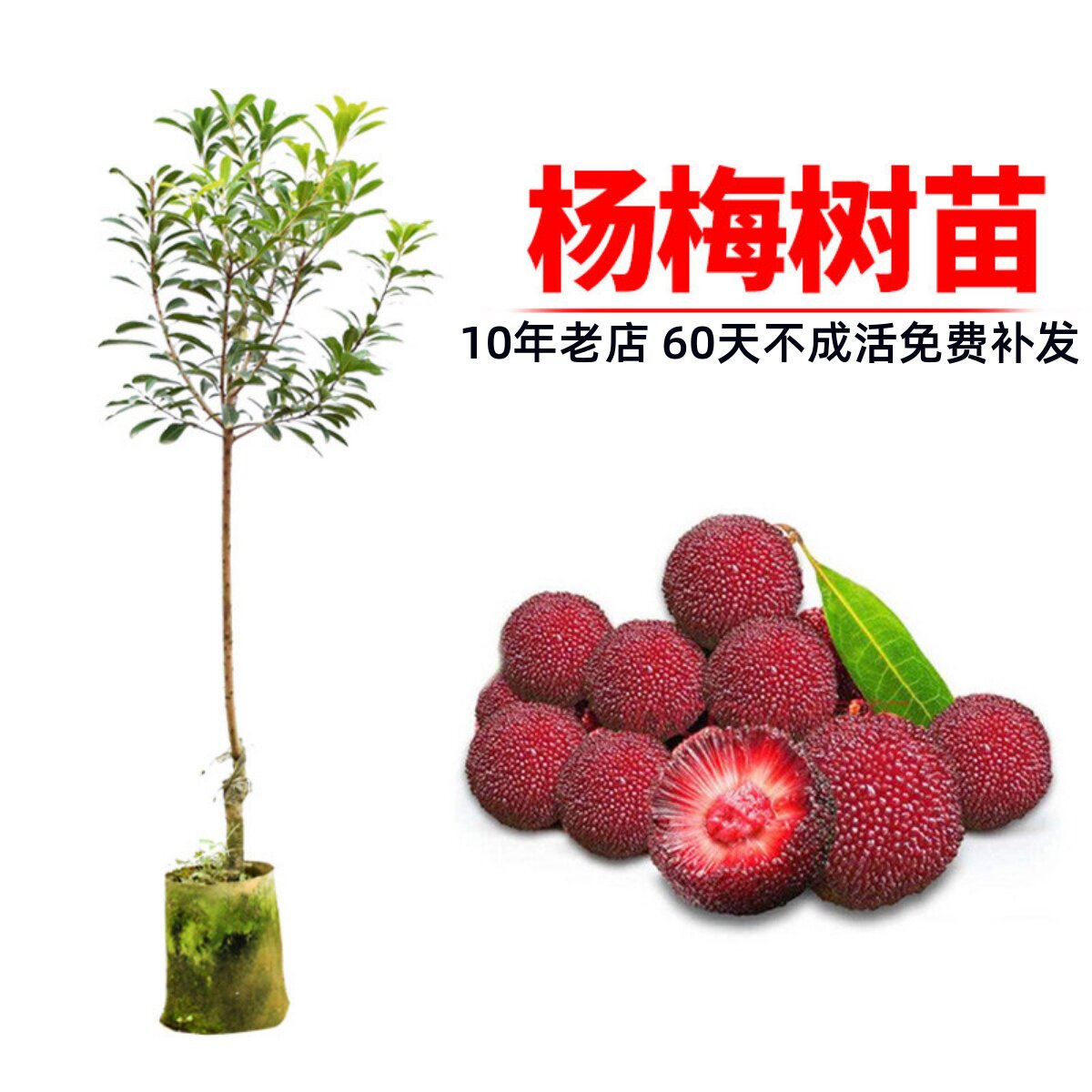 杨梅树树苗东魁杨梅苗树苗带土嫁接苗当年结果特大南方地栽果树苗