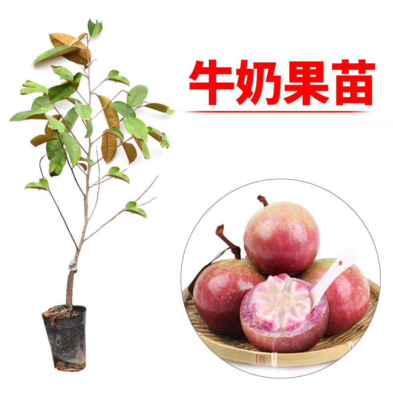 牛奶果嫁接苗热带果苗地栽