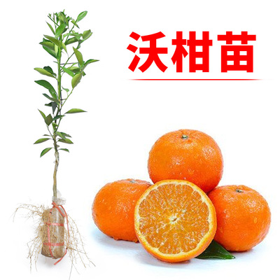 沃柑树苗正宗沃柑苗高产无核