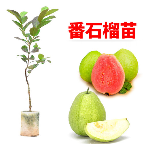 四季结果台湾红心嫁接番石榴苗