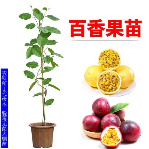 百香果苗黄金果当年结果